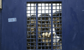 Israël et territoires palestiniens occupés. Des détenu·e·s palestiniens sont soumis à des actes de torture et des traitements dégradants, sur fond de multiplication des arrestations arbitraires